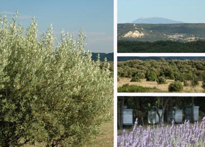 Mas Bella Cortis Bed & Breakfast La Garde Adhemar Exterior photo